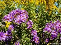 01128l - Photo Expedition - Purple Flowers  Peter Rhebergen - Each New Day a Miracle